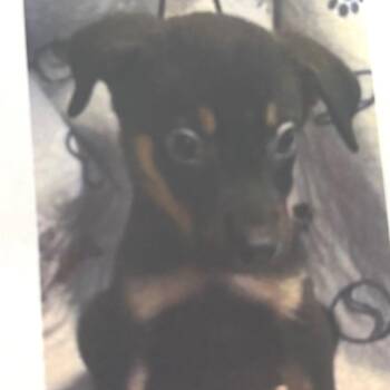 Reed -  Labrador Retriever and Shepherd Dog for Adoption - Reed | PetCurious