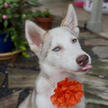 Rescue Husky Dogs for Adoption in Houston, Texas - Pattie Bell | PetCurious