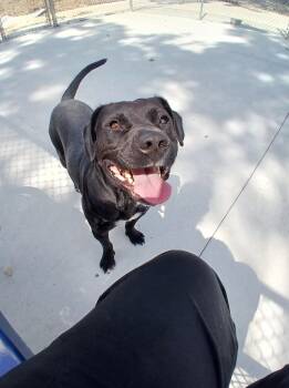 Rescue Black Labrador Retriever and Pit Bull Terrier Dogs for Adoption in Lonsdale, Arkansas - Bumper | PetCurious