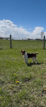 Shepherd Dogs Available for Adoption in Polson, Montana - Sami | PetCurious