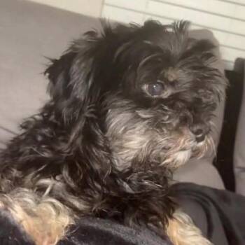 Maltese Dogs Available for Adoption in Houston, Texas - Diesel Hendricks | PetCurious