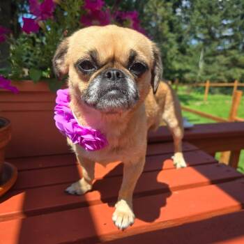 Jasmine -  Pug and Japanese Chin Dog for Adoption in Hilton, New York - Jasmine | PetCurious