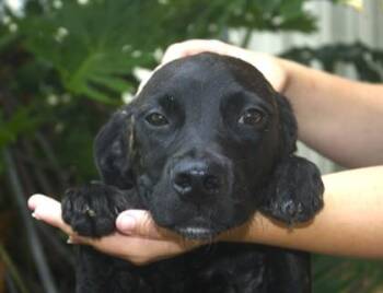 Evie -  Golden Retriever and Mixed Breed Dog for Adoption in Brunswick, Georgia - Evie | PetCurious