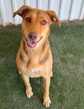 Rosie -  Labrador Retriever Dog for Adoption in Midland, Texas - Rosie | PetCurious