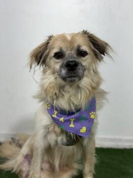 Teddy Ted-One of our Amazing Rescue Dogs -  Papillon and Pekingese Dog for Adoption in Carlsbad, California - Teddy Ted-One Of Our Amazing Rescue Dogs | PetCurious