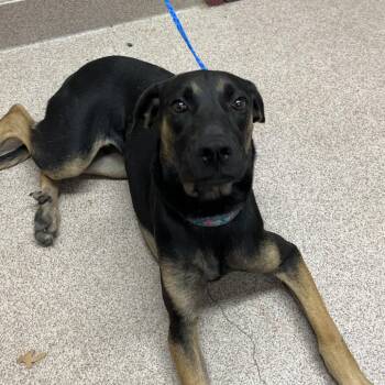 Remmy -  German Shepherd Dog Dog for Adoption in Ardmore, Oklahoma - Remmy | PetCurious