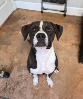 Cheech -  Labrador Retriever and American Bully Dog for Adoption in Bolivar, Missouri - Cheech | PetCurious