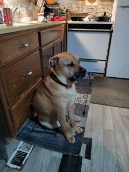 Rescue Boxer and American Bully Dogs for Adoption in Aurora, Indiana - Holiday Cookies : Macaroon (Louie) | PetCurious