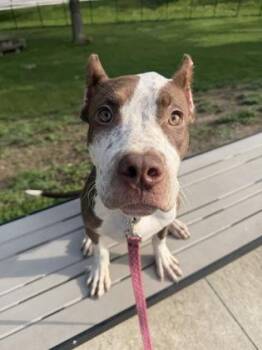 Valley -  Pit Bull Terrier and Mixed Breed Dog for Adoption in Kansas City, Missouri - Valley | PetCurious