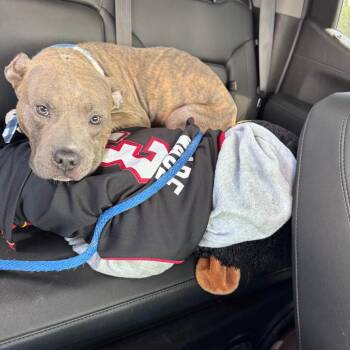 Toby -  Mixed Breed Dog for Adoption in Vassalboro, Maine - Toby | PetCurious