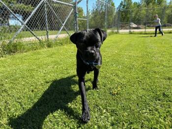 Pugsley -  Puggle Dog for Adoption in Gouverneur, New York - Pugsley | PetCurious