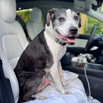 Rescue Mixed Breed Dogs for Adoption in Gainesville, Florida - Moe | PetCurious