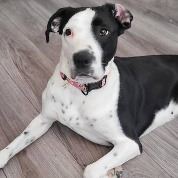 Eskimo -  Dalmatian and Doberman Pinscher Dog for Adoption in Reno, Nevada - Eskimo | PetCurious