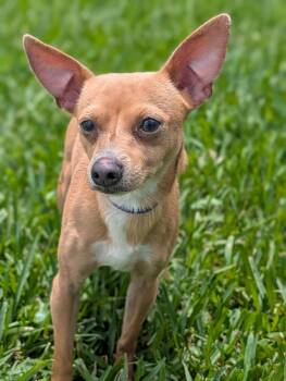 Vance -  Chihuahua and Poodle Dog Available for Adoption in Baton Rouge, Louisiana - Vance | PetCurious