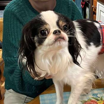Rescue Japanese Chin Dogs for Adoption in Rochester, Minnesota - Yoshi | PetCurious