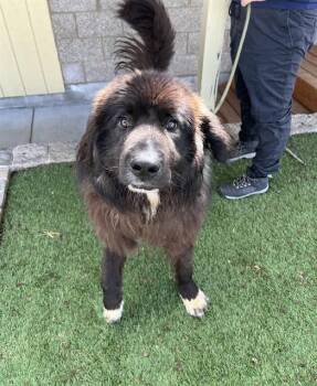 Newfoundland Dog Dogs Available for Adoption in Phoenix, Oregon - Sea Biscuit  | PetCurious