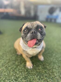 Rescue Pug and English Bulldog Dogs for Adoption in Gardena, California - Sunkist | PetCurious