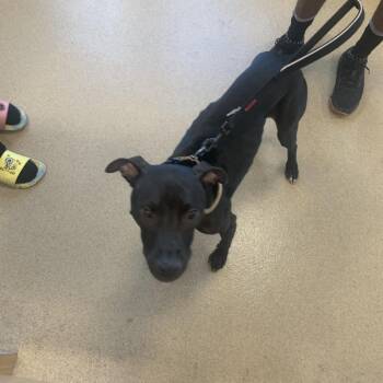 Lightning -  Mixed Breed Dog for Adoption in West Palm Beach, Florida - Lightning | PetCurious