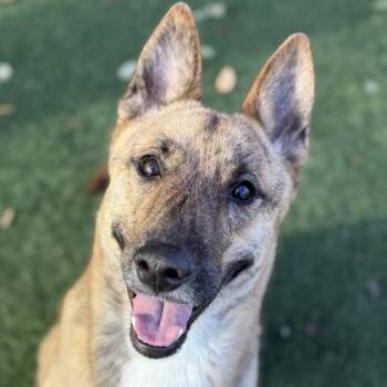 Dutch Shepherd Dogs Available for Adoption in Sacramento, California - Saturn | PetCurious