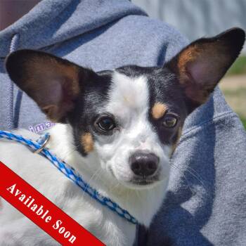 Rat Terrier and Jack Russell Terrier Dogs Available for Adoption in Huntley, Illinois - Boone | PetCurious