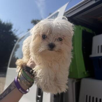 Aelia -  Maltese Dog for Adoption in Northbrook, Illinois - Aelia | PetCurious
