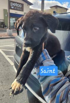 Pit Bull Terrier Dogs Available for Adoption - SAINT | PetCurious