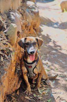 Jax -  Dachshund and Terrier Dog for Adoption in San Diego, California - Jax | PetCurious