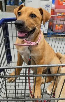 Thelma -  Black Mouth Cur Dog for Adoption in Harlingen, Texas - Thelma | PetCurious