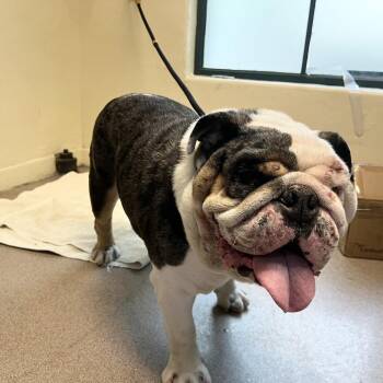 Hemi -  English Bulldog Dog for Adoption in Pasadena, California - Hemi | PetCurious