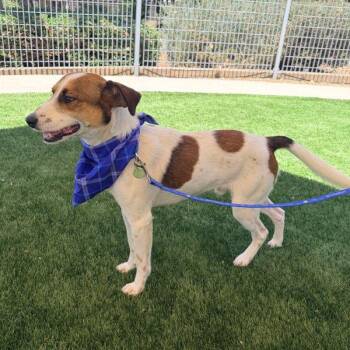 Eric -  Jack Russell Terrier Dog for Adoption in Walnut Creek, California - Eric | PetCurious