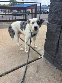 Infinite Aura -  Australian Shepherd and Mixed Breed Dog for Adoption in Fort Collins, Colorado - Infinite Aura | PetCurious