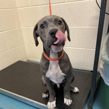 Mixed Breed Dogs Available for Adoption in Memphis, Tennessee - Trebek | PetCurious