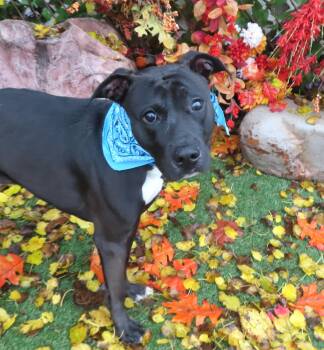Rescue Black Labrador Retriever Dogs for Adoption in Oklahoma City, Oklahoma - JOSHIE 465945 | PetCurious