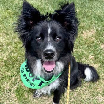 Brewer -  Border Collie and Australian Shepherd Dog for Adoption - Brewer | PetCurious