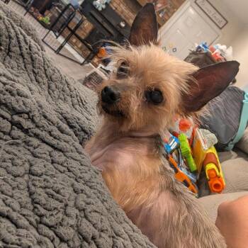 Norma Jean -  Yorkshire Terrier Dog for Adoption in Columbus, Georgia - Norma Jean | PetCurious