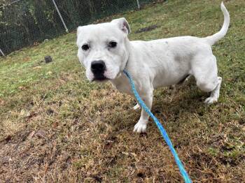 Rescue Pit Bull Terrier Dogs for Adoption in Rocky Mount, North Carolina - Corby109398 | PetCurious