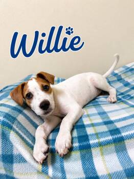 Willie -  Mixed Breed Dog for Adoption in Douglas, Massachusetts - Willie | PetCurious