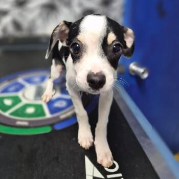 Indie -  Mixed Breed Dog for Adoption in Wahiawa, Hawaii - Indie | PetCurious