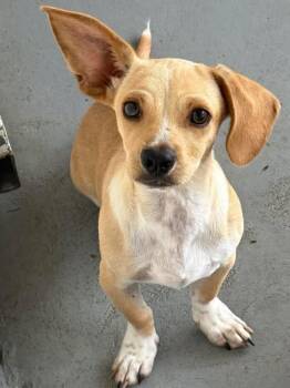 Dachshund and Chihuahua Dogs Available for Adoption in Carmel Hamlet, New York - Taco | PetCurious