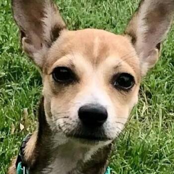 Roni -  Chihuahua Dog for Adoption in Tulsa, Oklahoma - Roni | PetCurious