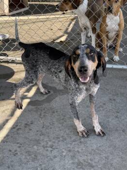 Jolene -  Bluetick Coonhound Dog for Adoption in Charleston, South Carolina - Jolene | PetCurious