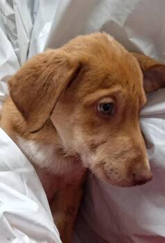 Border Collie and Labrador Retriever Dogs Available for Adoption - Adele | PetCurious