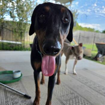 Ziggy -  Doberman Pinscher Dog Available for Adoption in Gonzales, Louisiana - Ziggy | PetCurious