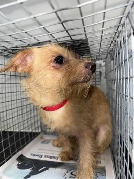 BABY BOY -  Rat Terrier and Mixed Breed Dog for Adoption in Pasadena, Texas - BABY BOY | PetCurious