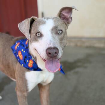 Jack (sponsored 150.00 adoption fee) -  Hound and Labrador Retriever Dog for Adoption in Atlanta, Texas - Jack (sponsored 150.00 Adoption Fee) | PetCurious