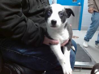 Pointer and Mixed Breed Dogs Available for Adoption - THORA | PetCurious