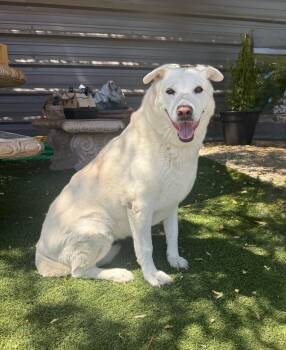 Hazel -  Labrador Retriever Dog for Adoption in Temecula, California - Hazel | PetCurious