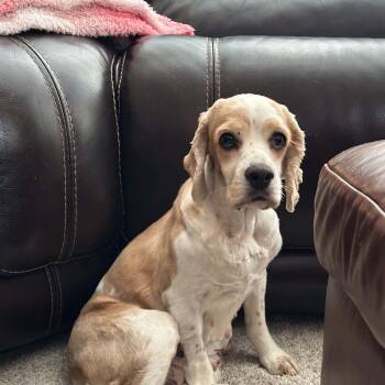 Peggy -  Cocker Spaniel Dog for Adoption in Plainfield, Illinois - Peggy | PetCurious