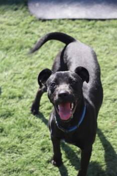 Maisie -  Labrador Retriever Dog for Adoption in Statesville, North Carolina - Maisie | PetCurious