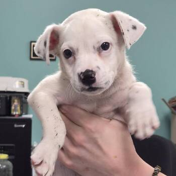 Twister -  Terrier and Mixed Breed Dog for Adoption in Hattiesburg, Mississippi - Twister | PetCurious